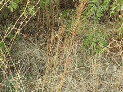 Fraxinus angustifolia