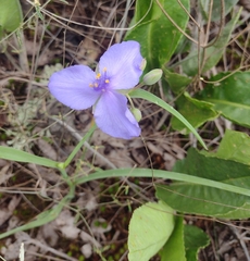 Tradescantia subaspera
