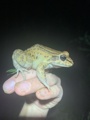 Leptodactylus rhodonotus