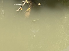 Zenarchopterus buffonis