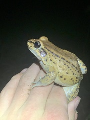 Leptodactylus rhodonotus