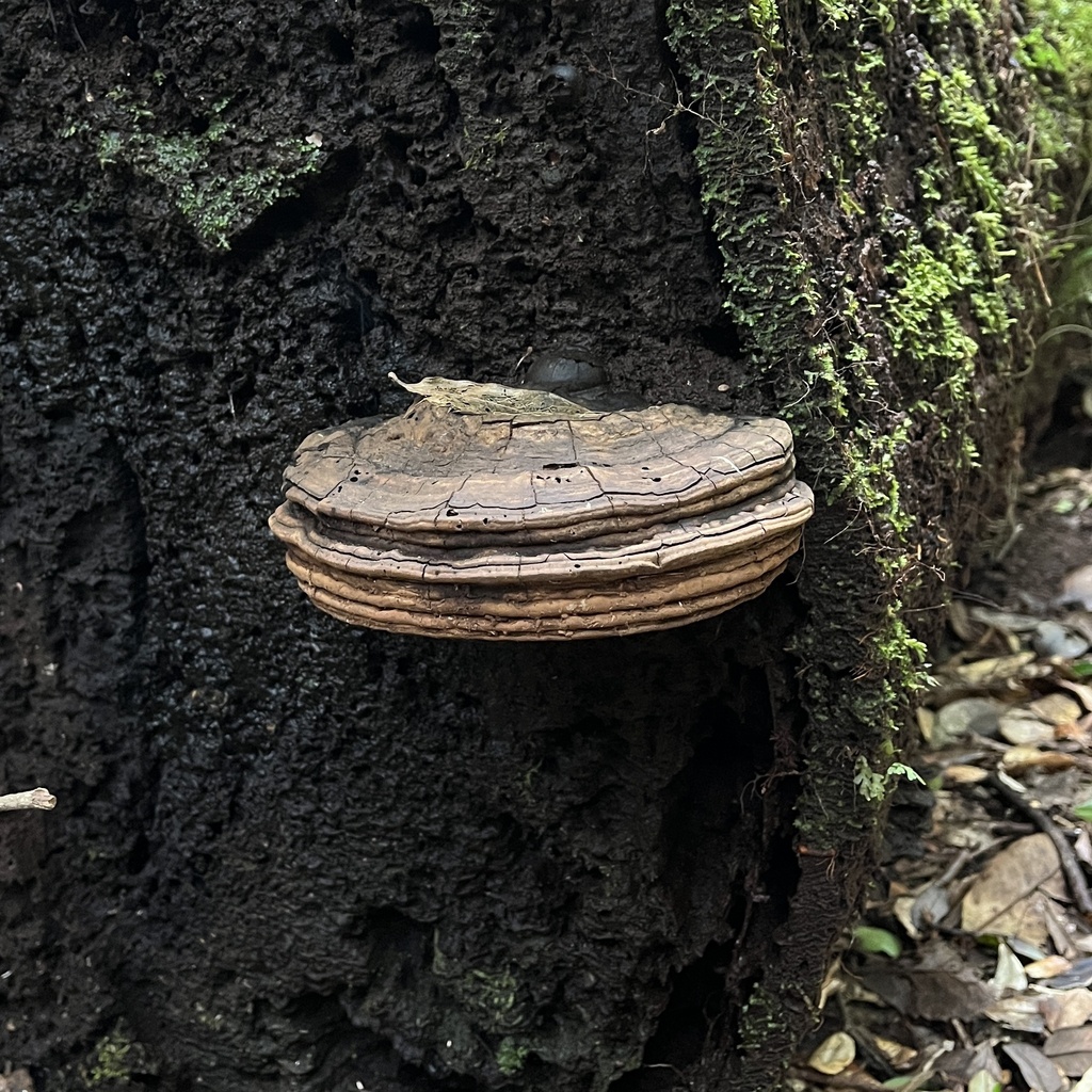 Ganoderma australe · September 2022 · photo: © cristianriquelme (iNaturalist, cc-by)