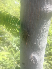 Abracris flavolineata