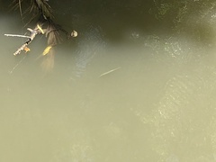 Zenarchopterus buffonis