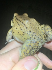 Leptodactylus rhodonotus