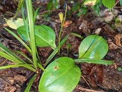 Liparis liliifolia