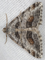 Macaria colata