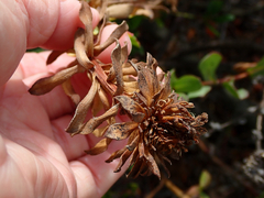 Asphondylia ceanothi