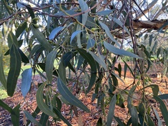 Eucalyptus leucoxylon