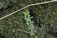 Galium trifidum