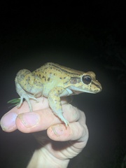 Leptodactylus rhodonotus