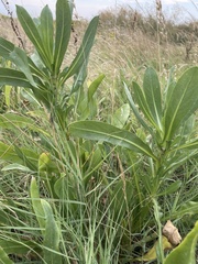Grindelia integrifolia