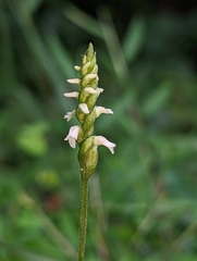 Spiranthes ovalis erostellata