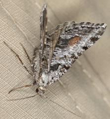 Macaria colata