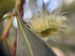 Eucalyptus leucoxylon