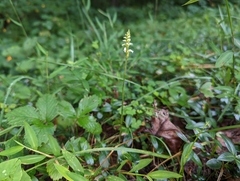 Spiranthes ovalis erostellata