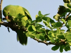 Forpus cyanopygius