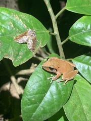 Pristimantis reichlei