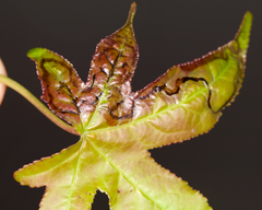 Phyllocnistis liquidambarisella