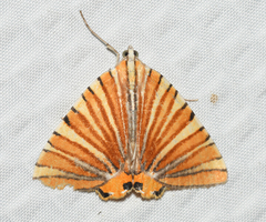 Pityeja histrionaria
