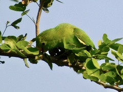 Forpus cyanopygius