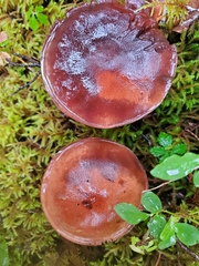Tricholoma pessundatum