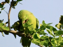 Forpus cyanopygius