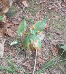 Prosartes smithii