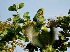 Forpus cyanopygius
