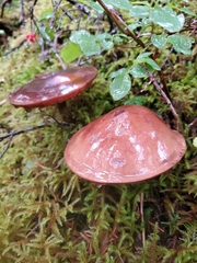 Tricholoma pessundatum