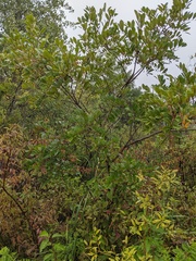 Toxicodendron vernix