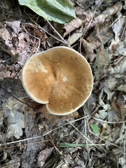 Gyroporus