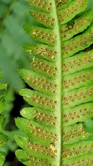 Dryopteris goldieana