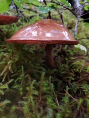 Tricholoma pessundatum