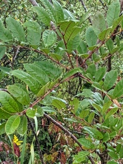 Toxicodendron vernix