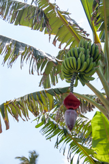 Musa