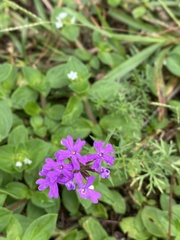 Verbena pulchella