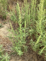 Ambrosia psilostachya