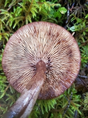 Tricholoma pessundatum