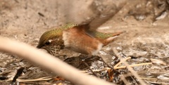 Selasphorus rufus