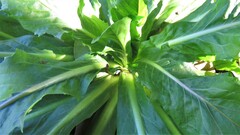 Hypochaeris chillensis