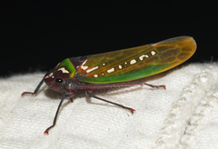 Paromenia quimbayensis