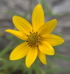 Helianthus porteri