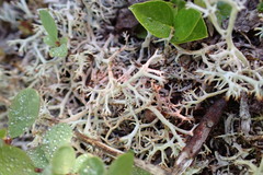 Cladonia uncialis