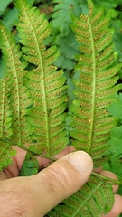 Dryopteris goldieana