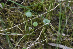Viola