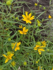 Helianthus porteri