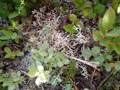 Cladonia uncialis