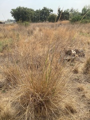 Phalaris aquatica