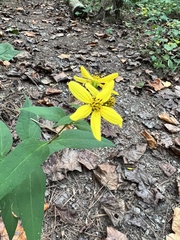 Helianthus microcephalus